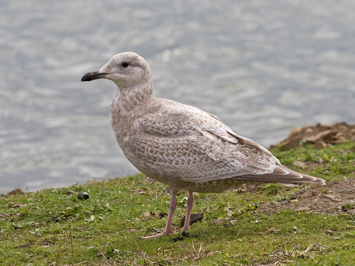 Thayers Gull