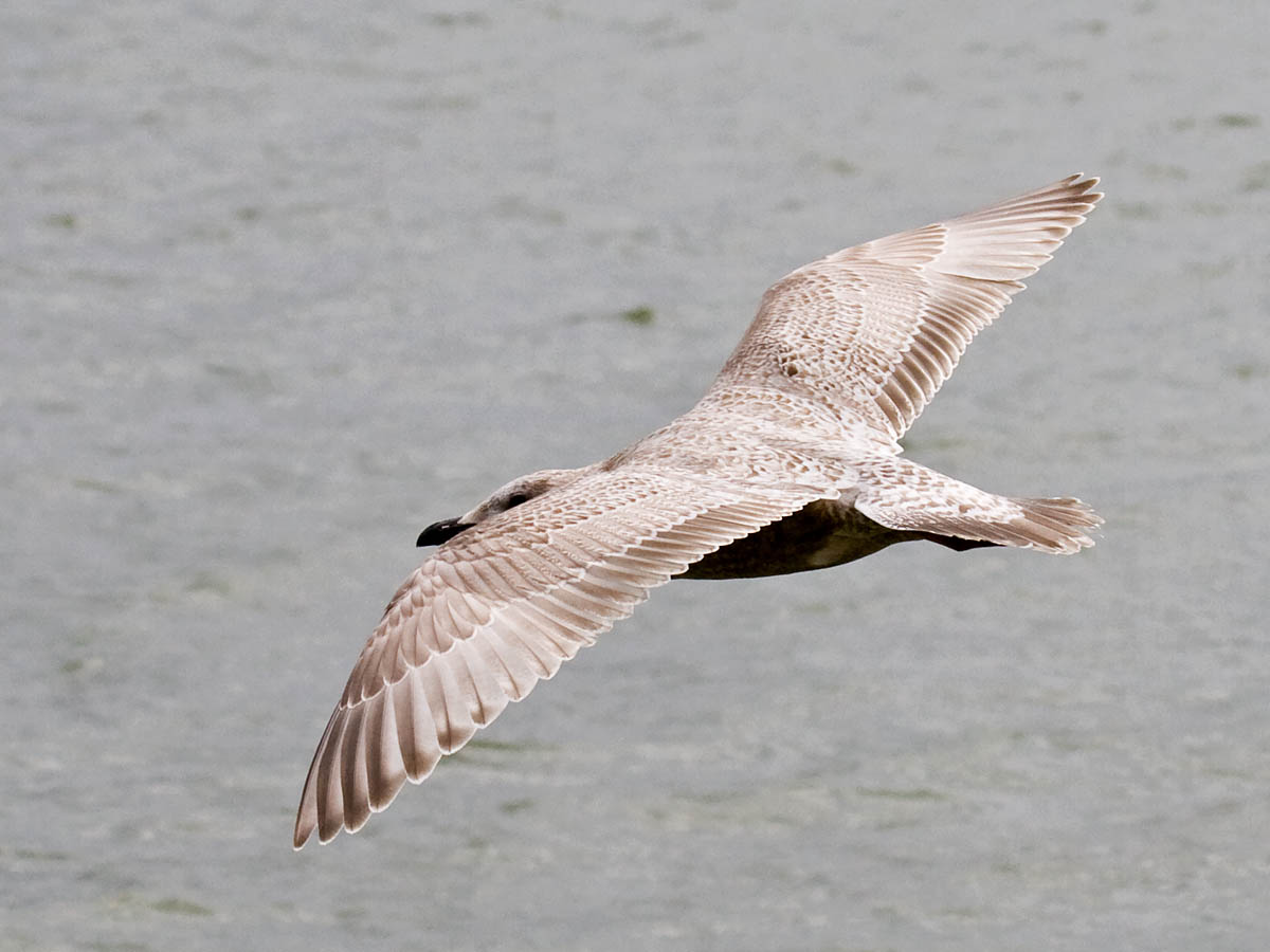 Thayers Gull
