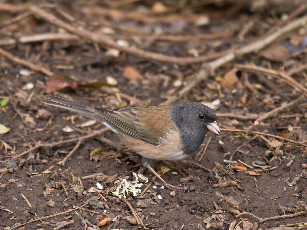 Dark-eyed Junco