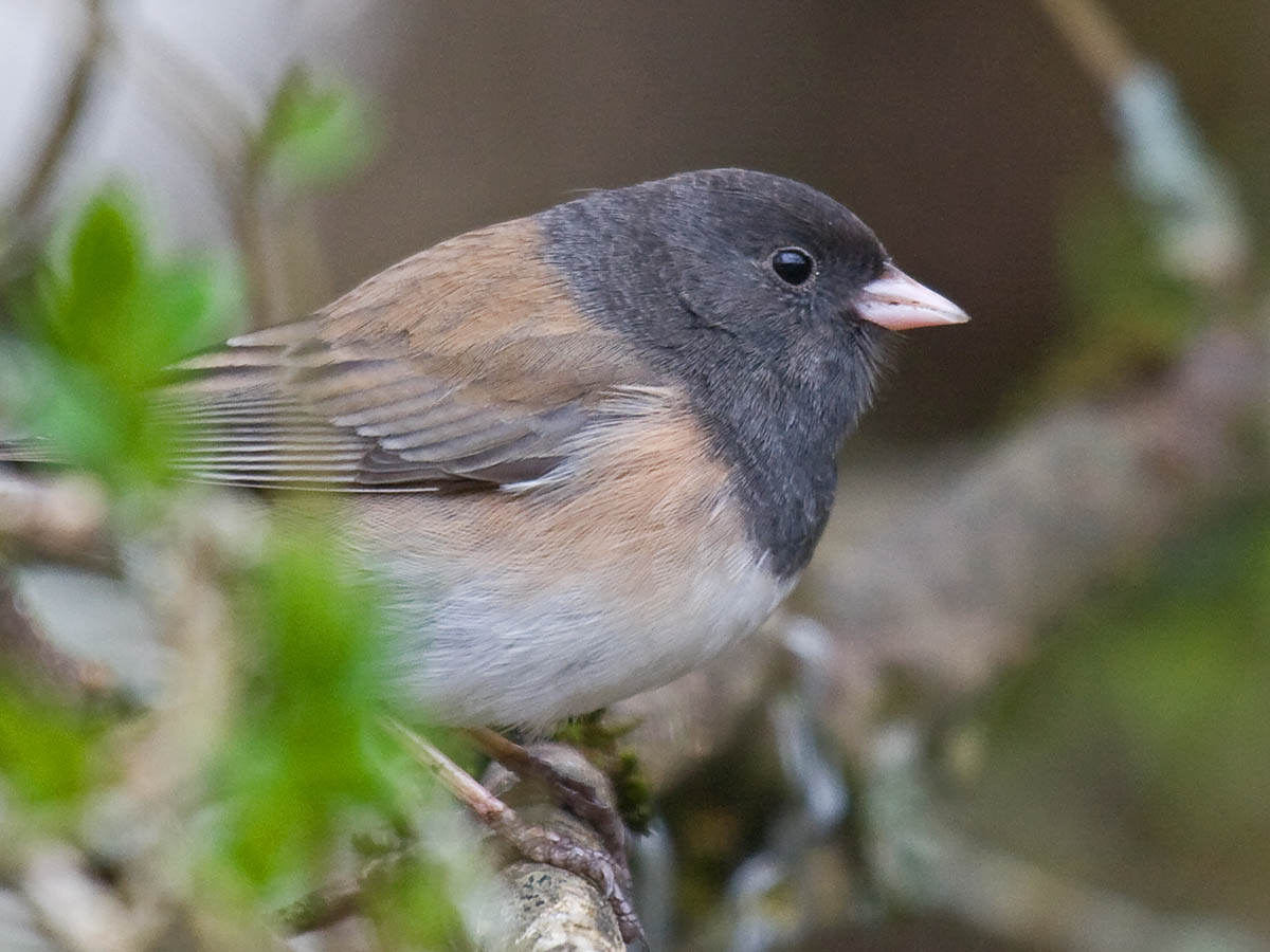 Dark-eyed Junco