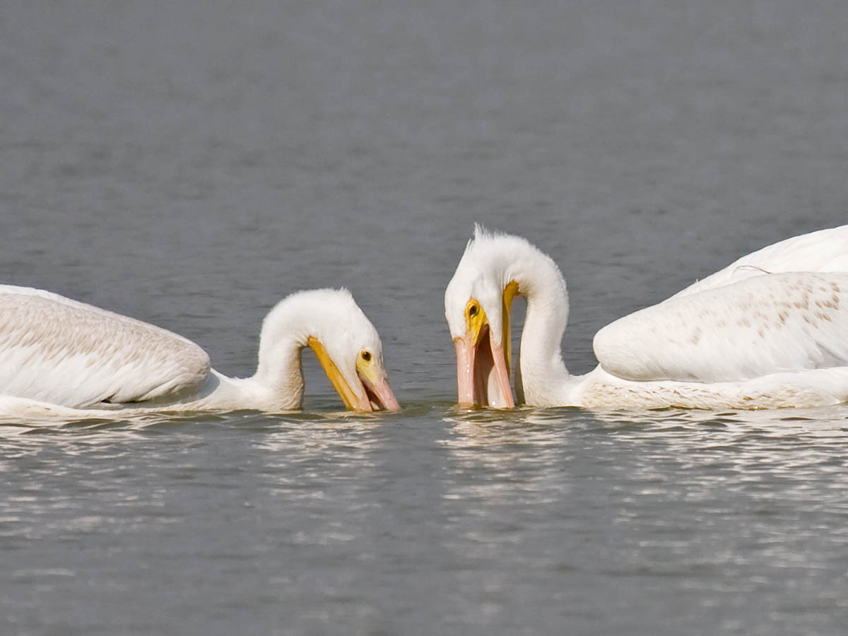 American White Pelican