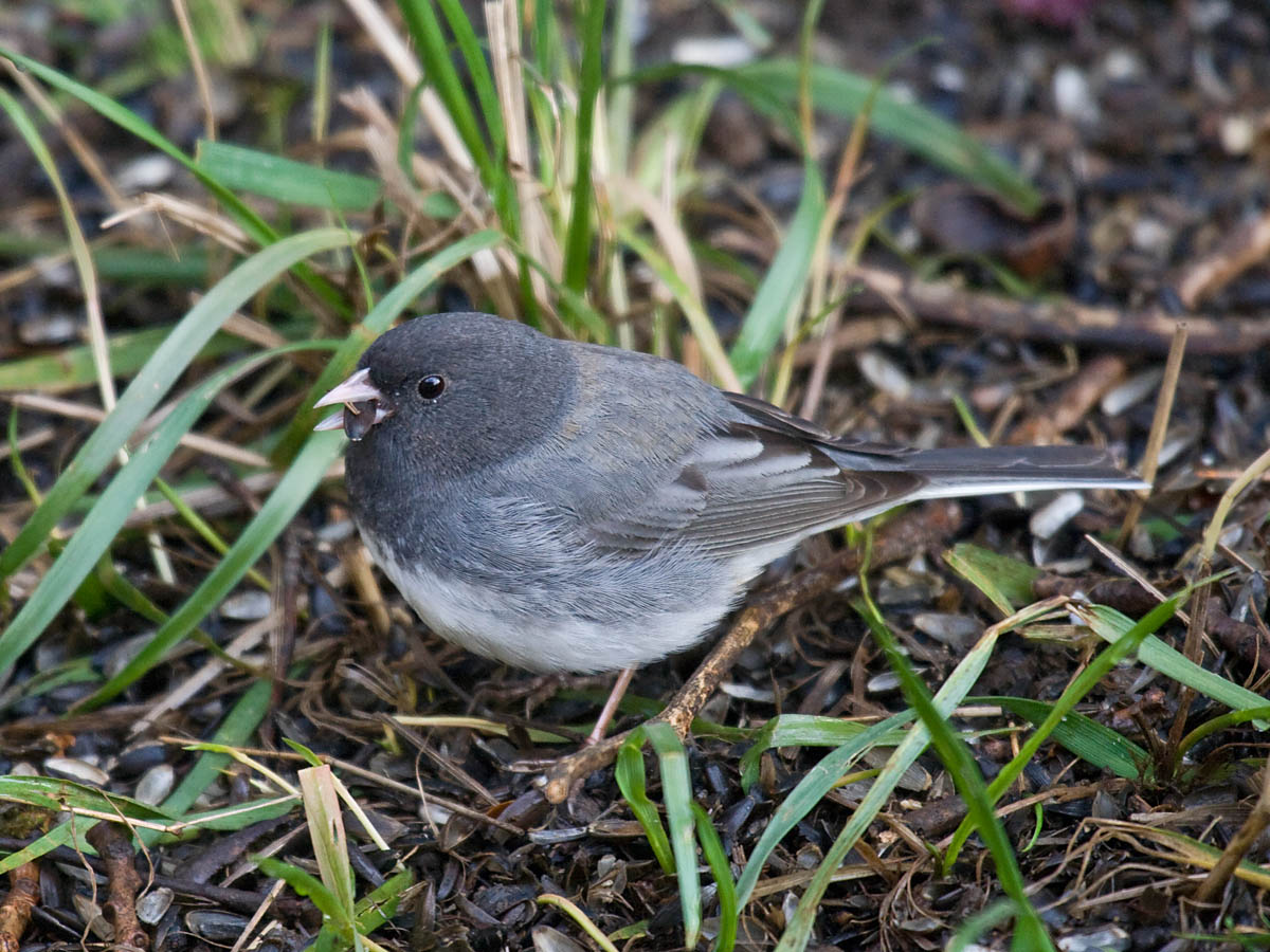 Cassiar Junco