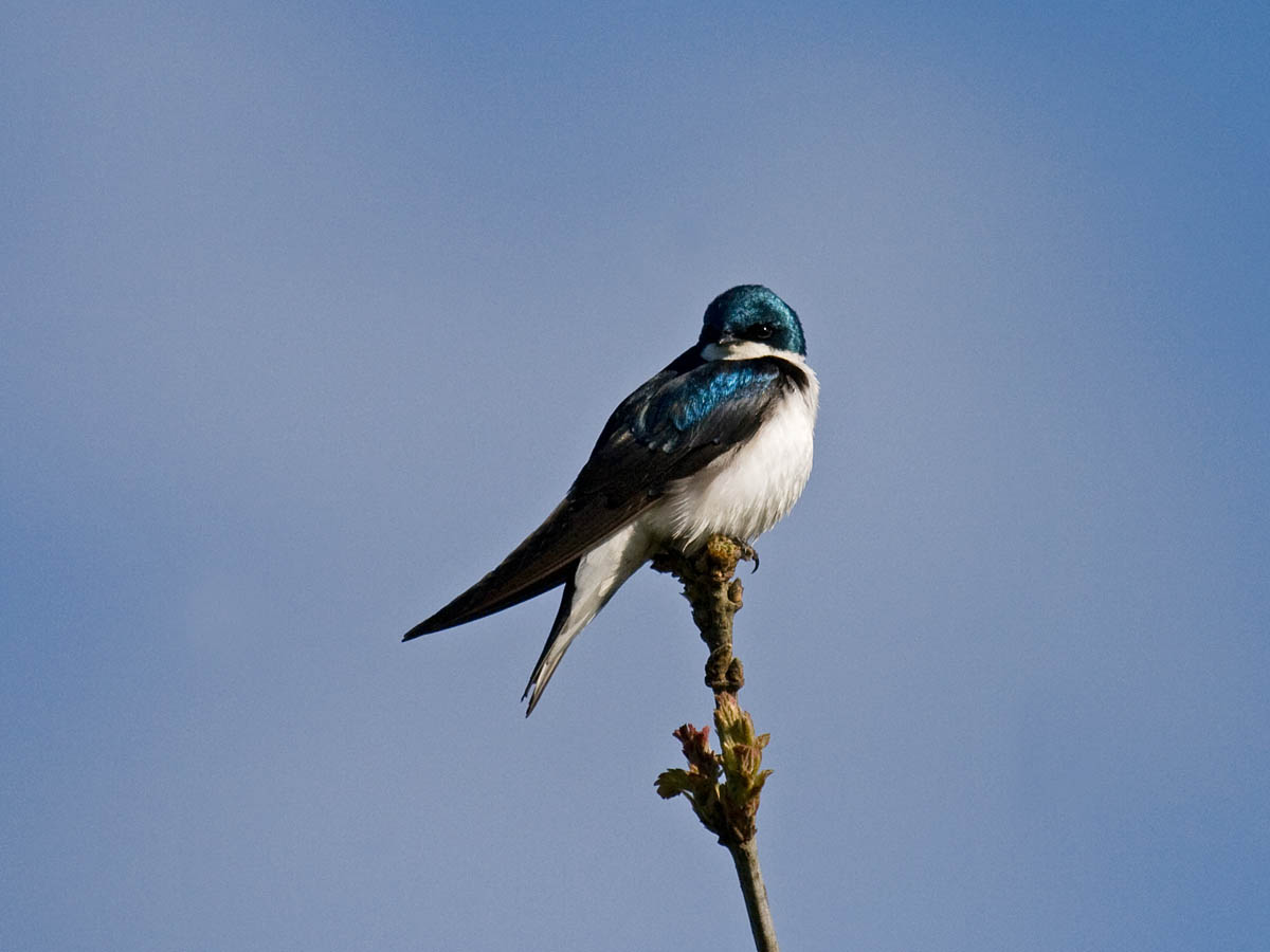 Tree Swallow