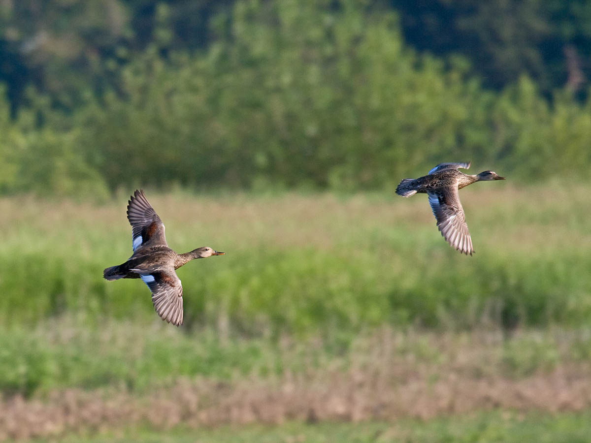 Gadwall