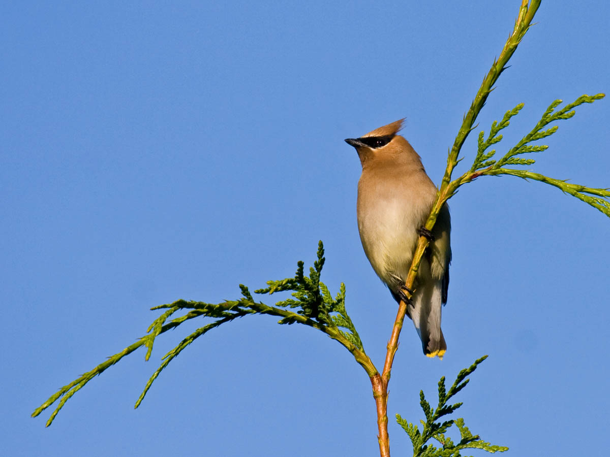 Cedar Waxwing