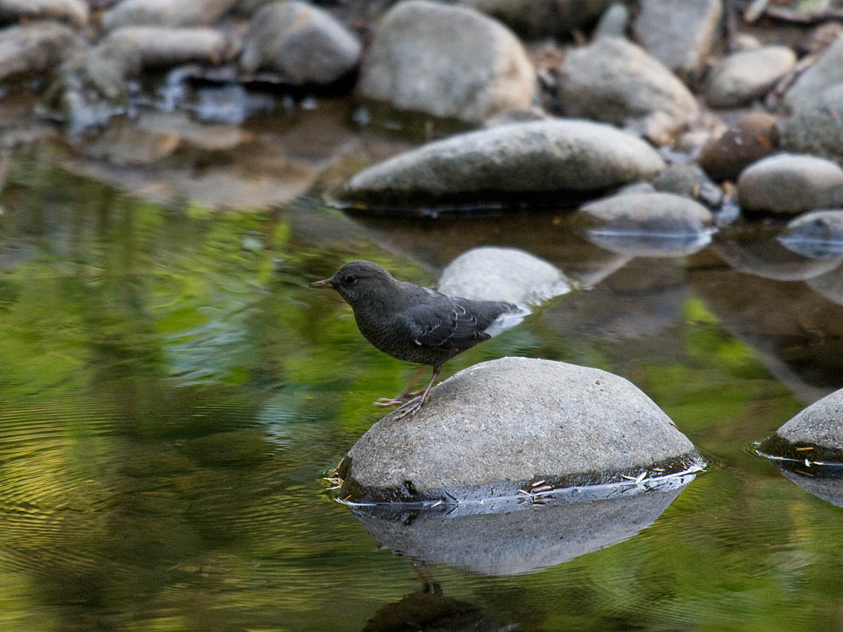 American Dipper