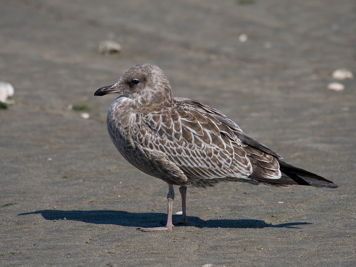 California Gull