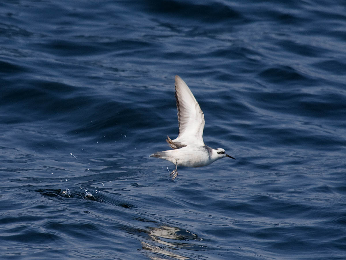 Red Phalarope