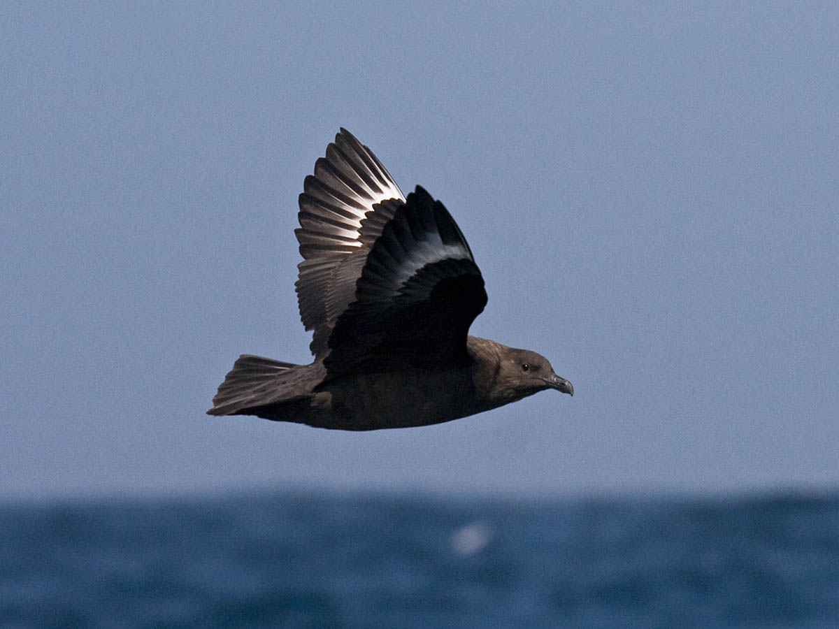 South Polar Skua