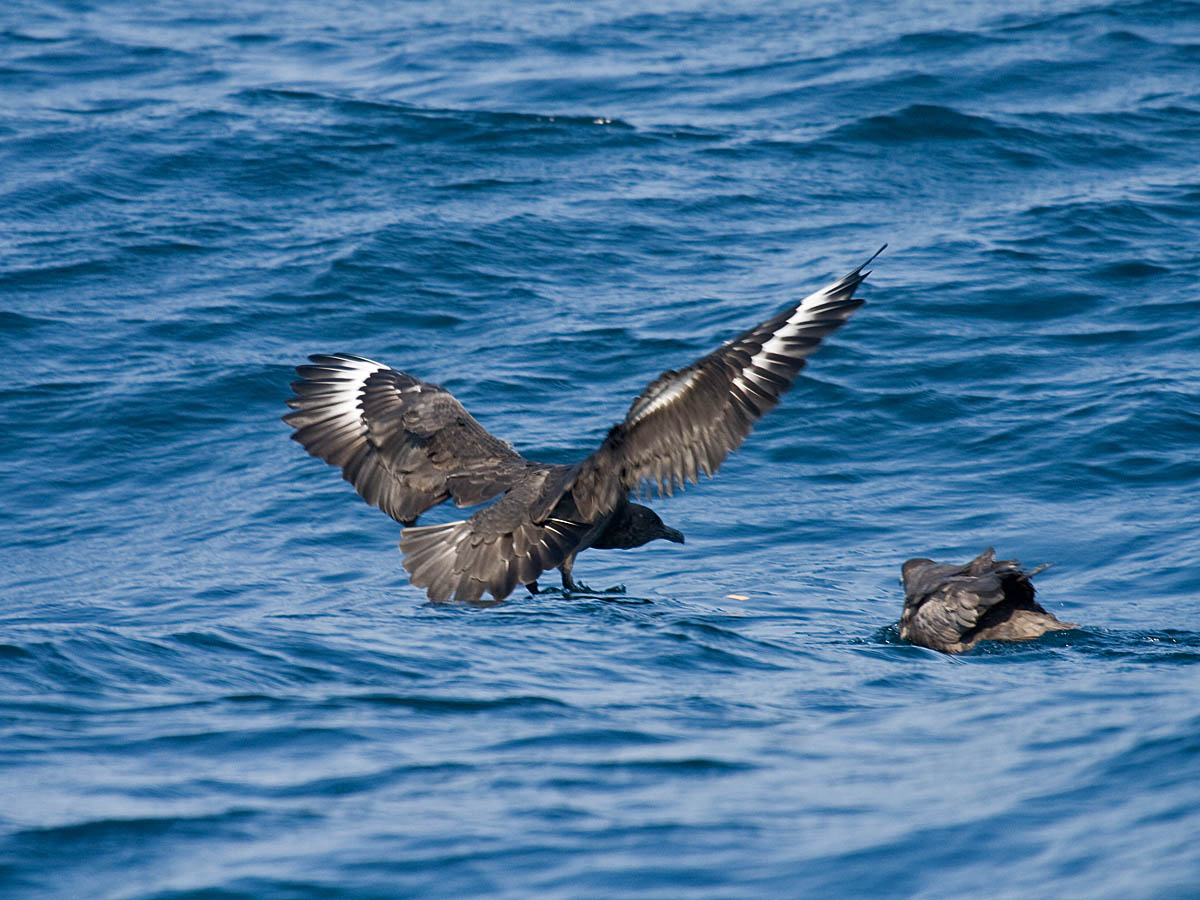 South Polar Skua