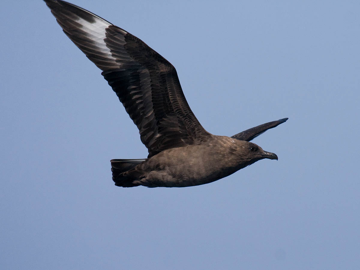 South Polar Skua