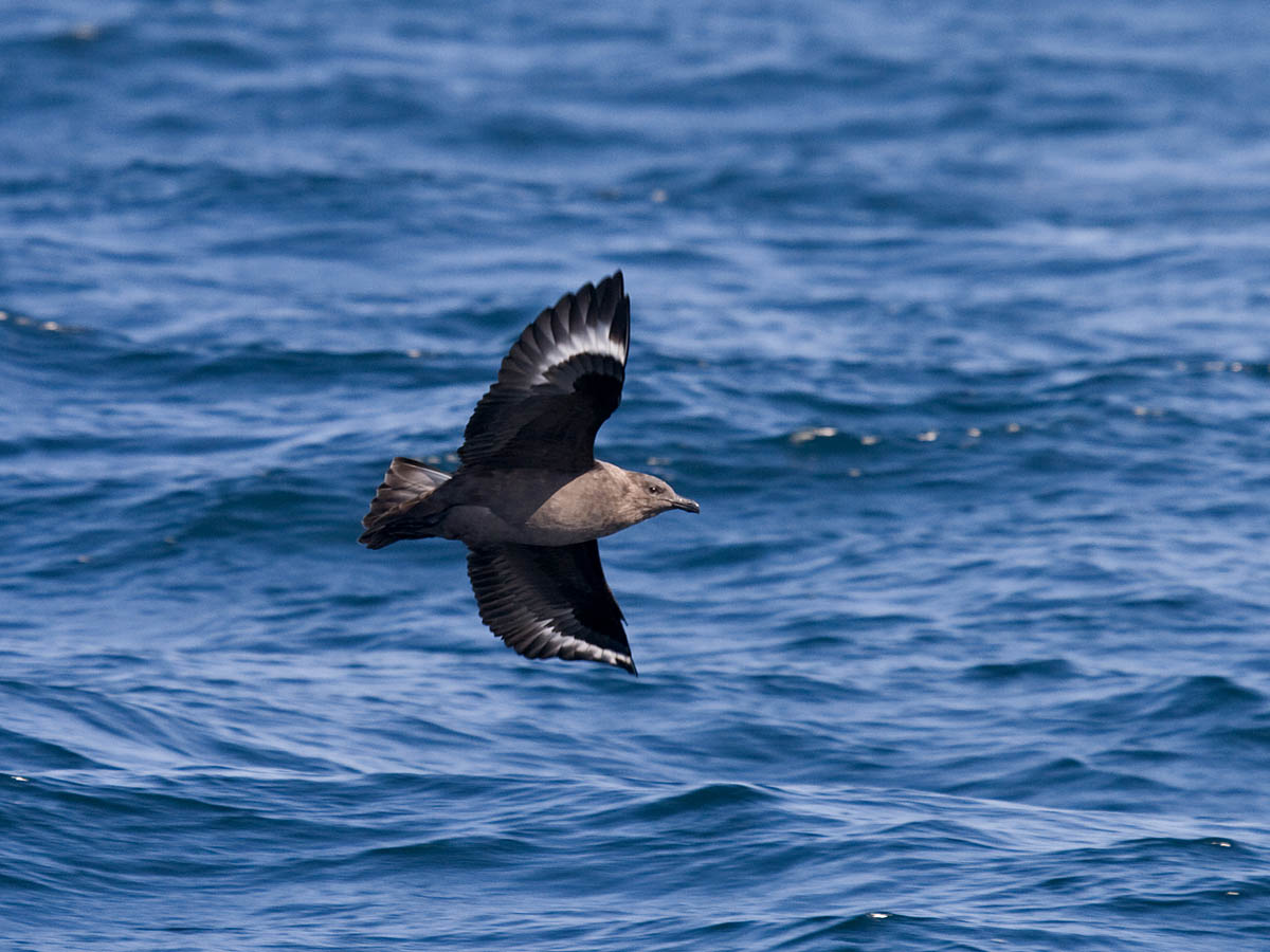 South Polar Skua
