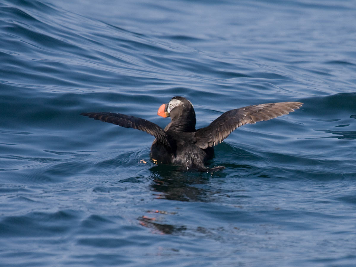 Tufted Puffin