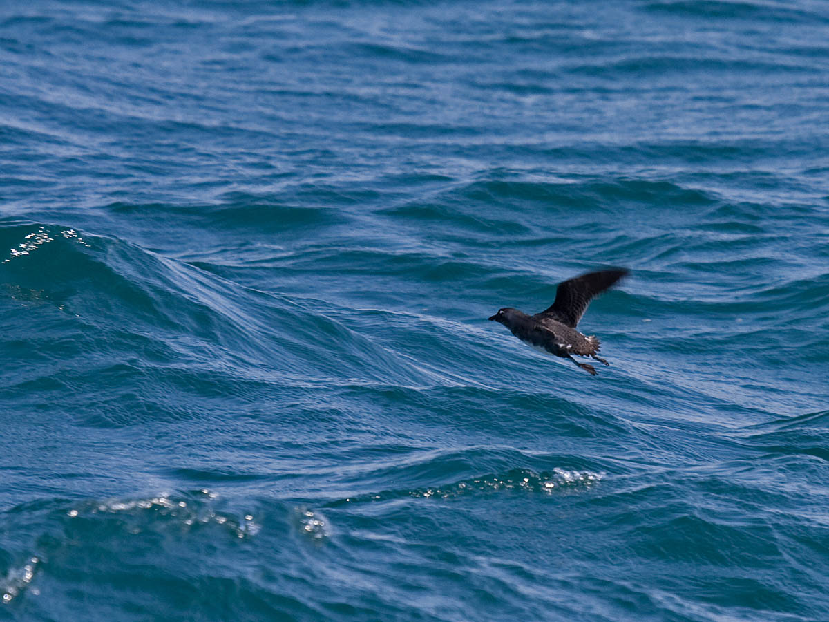 Cassins Auklet