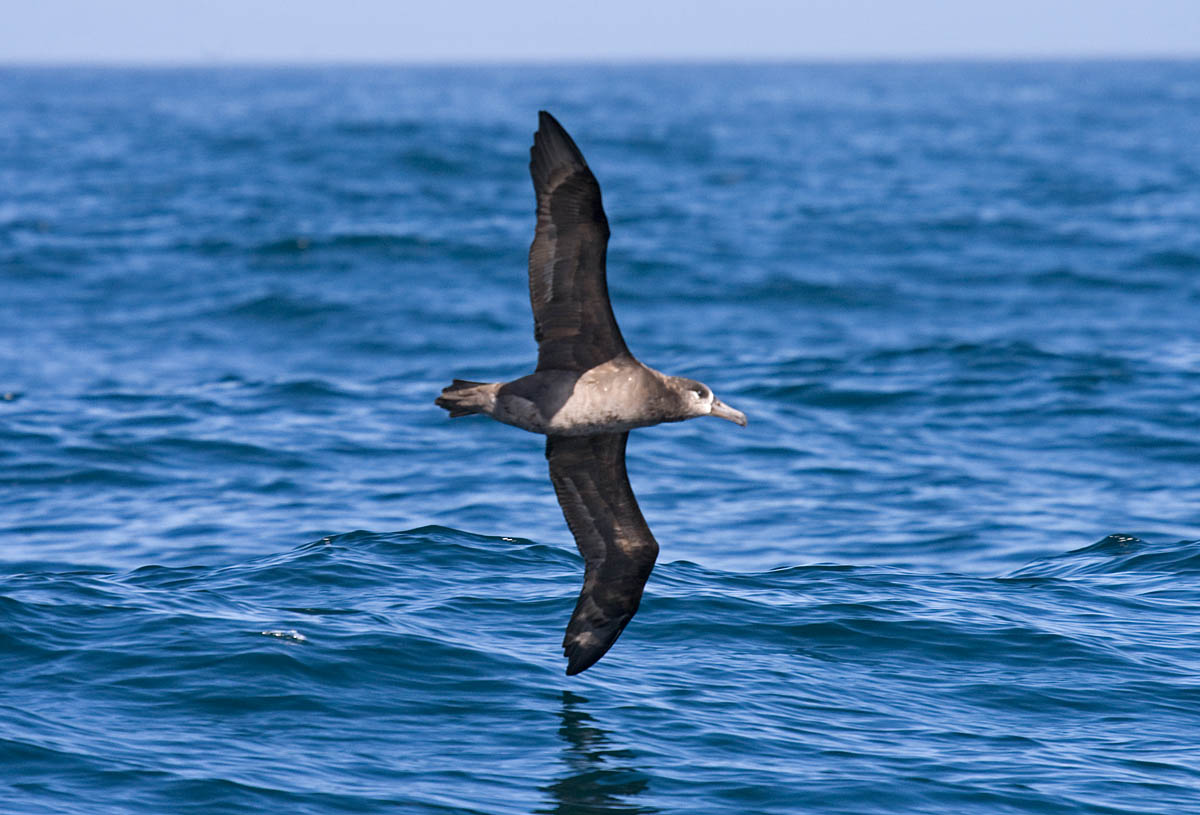 Black-footed Albatross