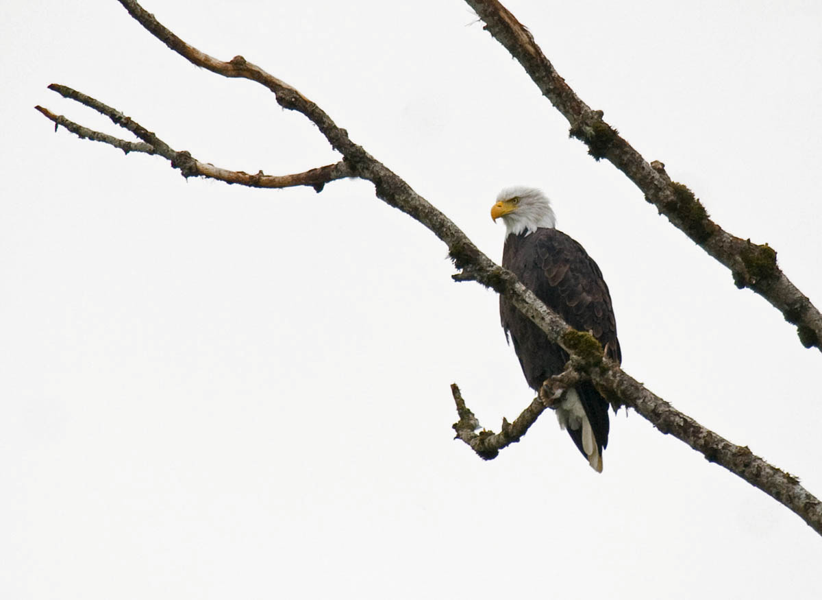 Bald Eagle