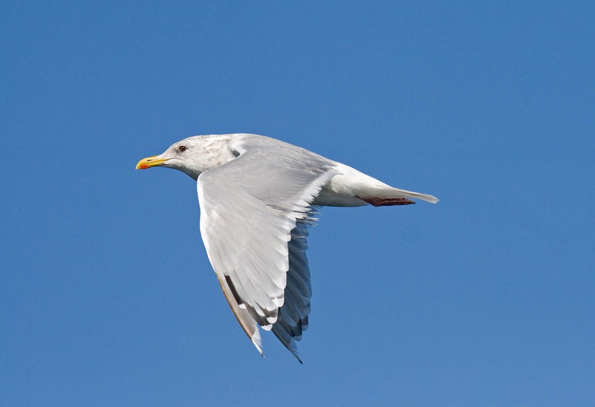 Thayers Gull