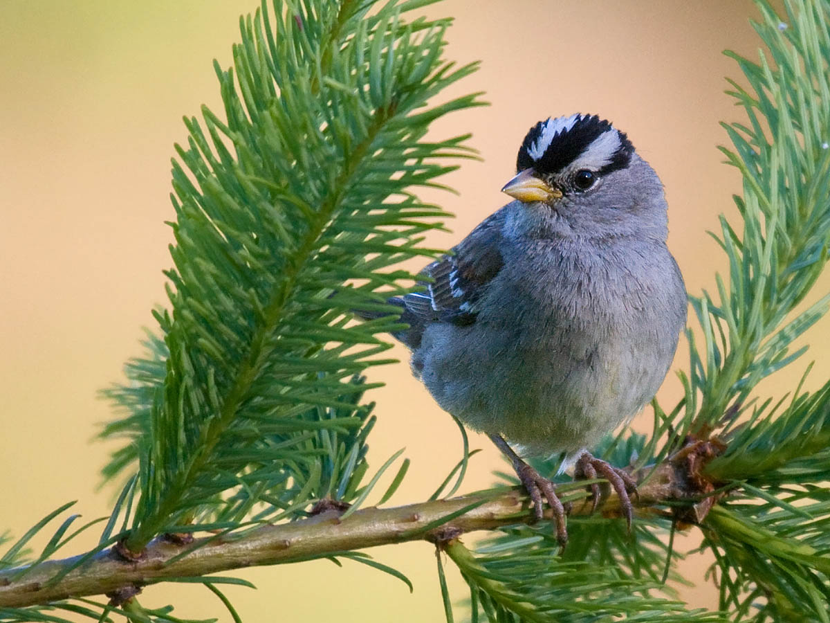 White-crowned Sparrow