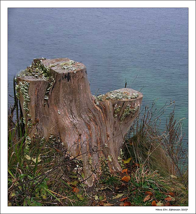 Tree Stump