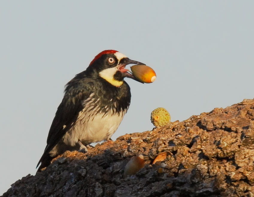 Acorn Woodpecker, male, storing acorn