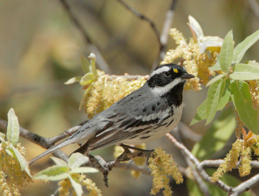 Black-throated Gray Warbler, male