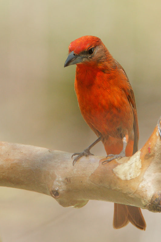 Hepatic Tanager, male