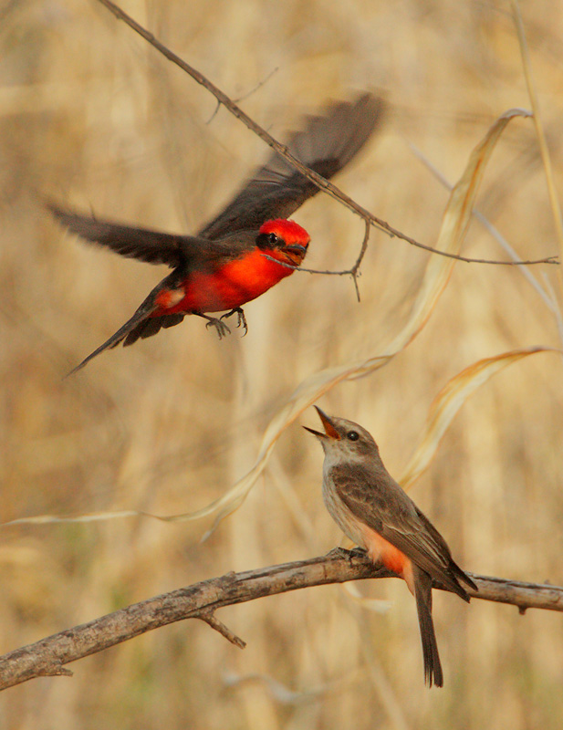 Vermilion Flycatchers, courting pair