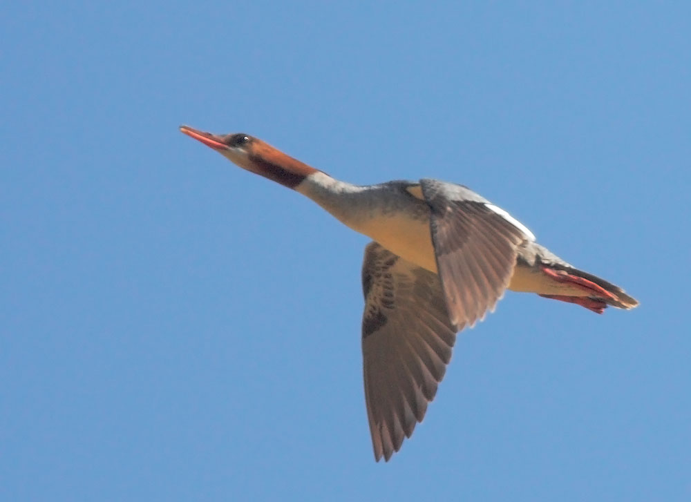 Common Merganser, female flying