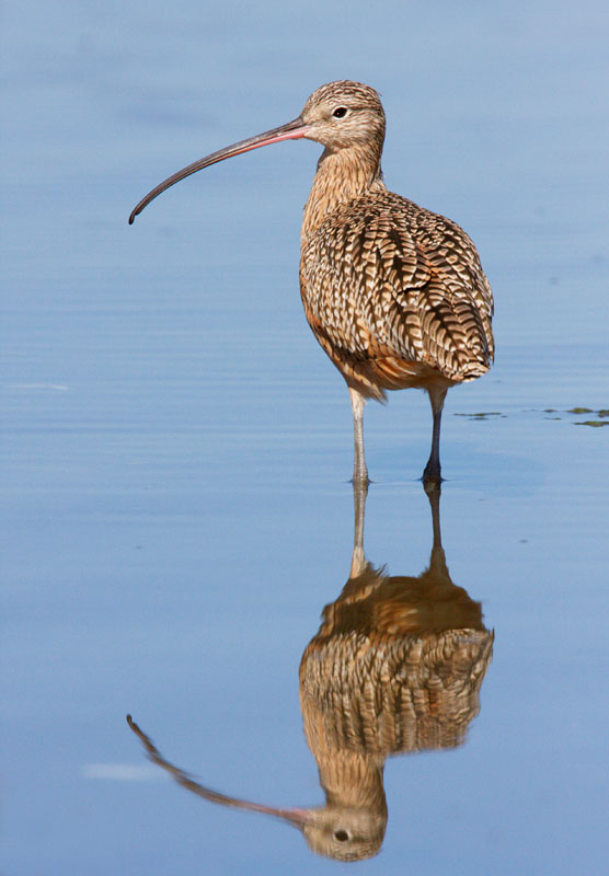 Long-billed Curlew