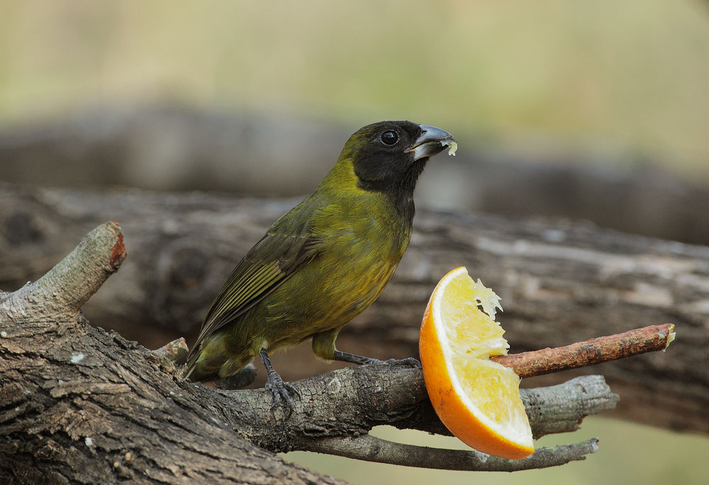 Crimson-collared Grosbeak, female