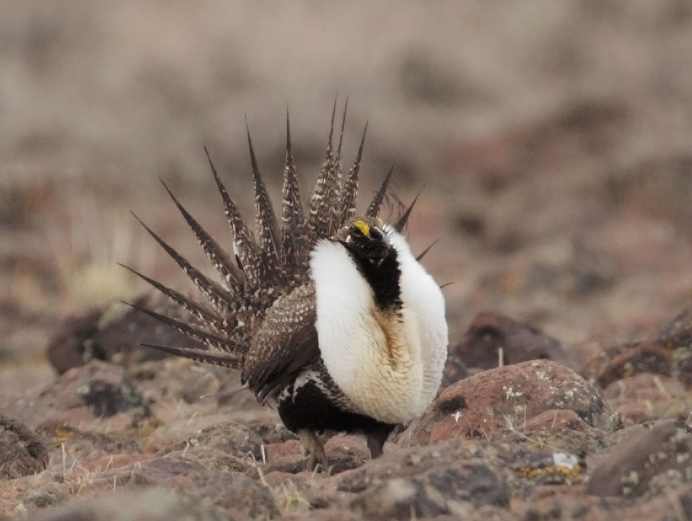 Greater Sage Grouse, male displaying on lek