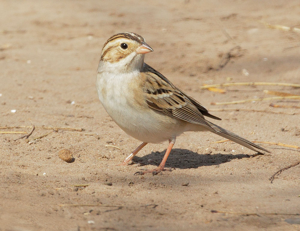 Clay-colored Sparrow