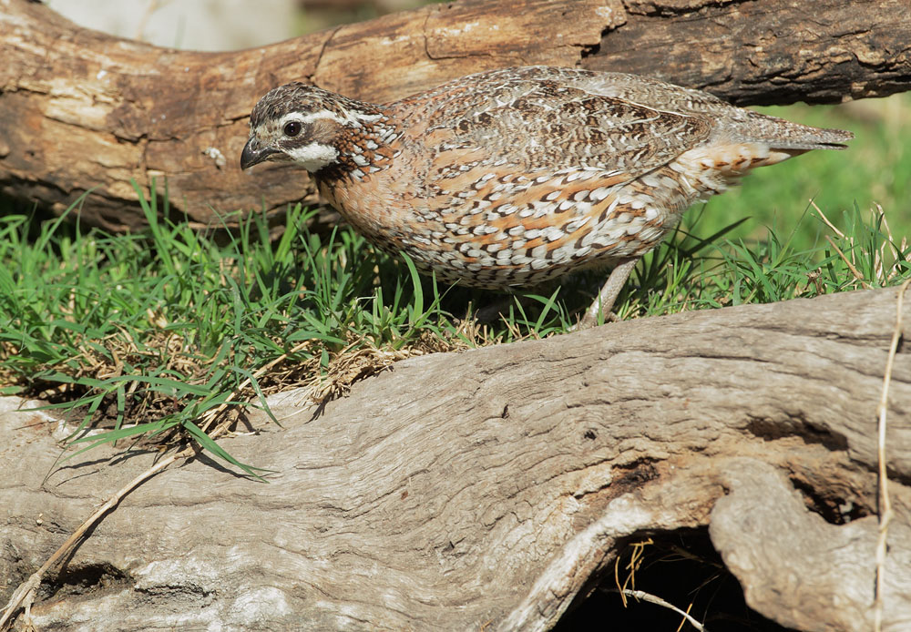 Northern Bobwhite, male