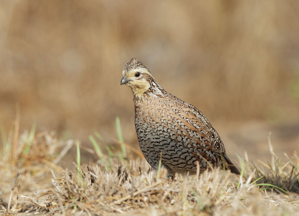 Northern Bobwhite, female