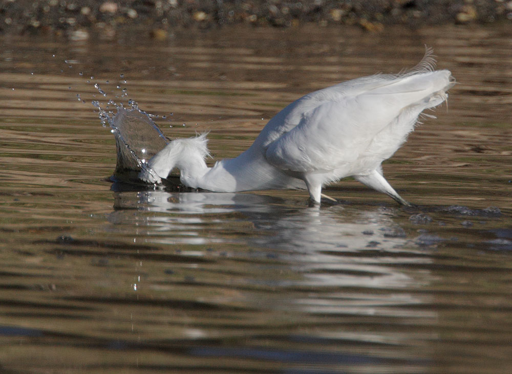 Snowy Egret, fishing