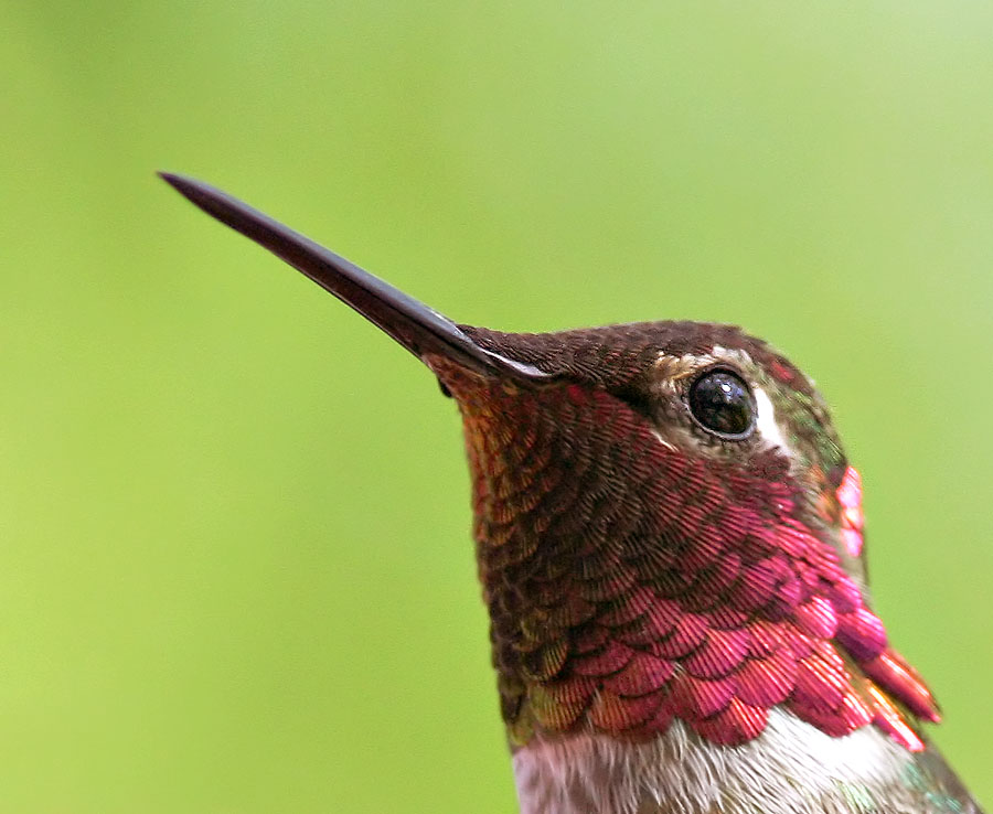 Annas Hummingbird, male