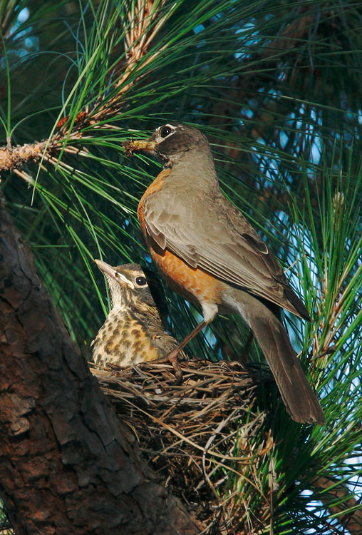 American Robins, adult and nestling*