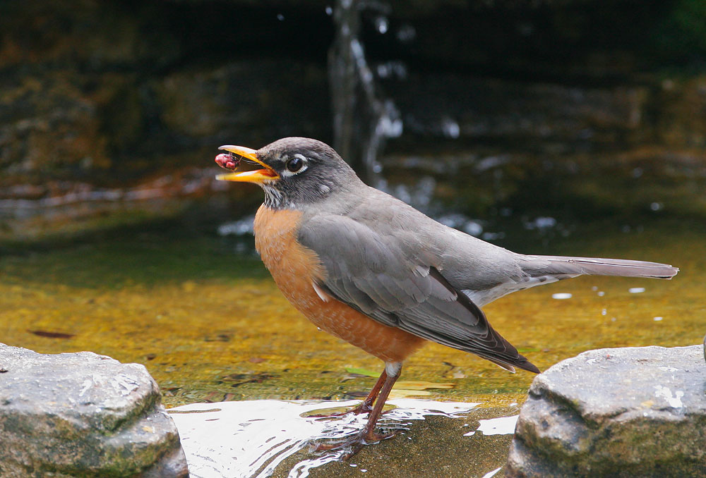 American Robin, with bug
