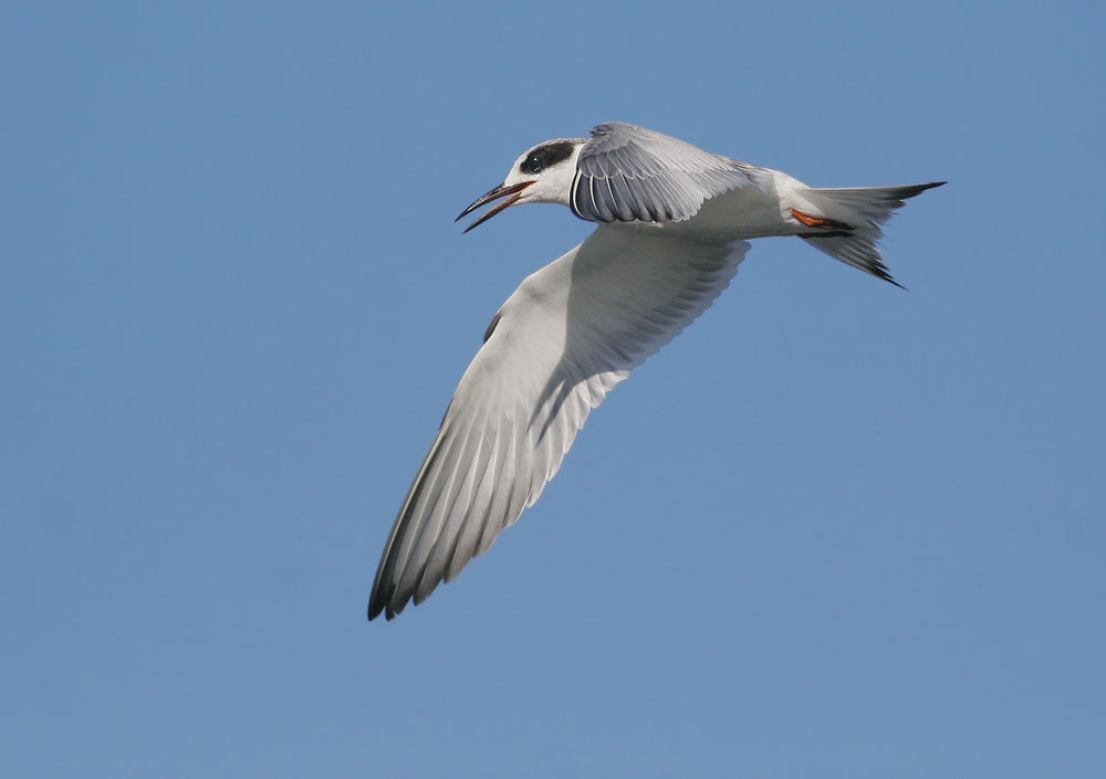 Forsters Tern, flying