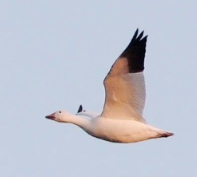 White Goose Flock, detail