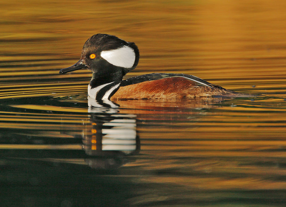 Hooded Merganser, male