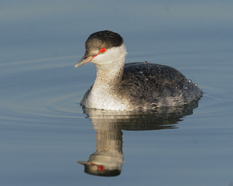 Horned Grebe
