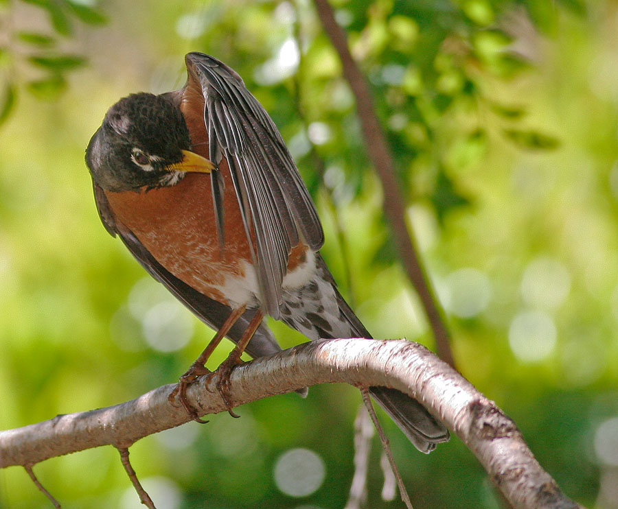 American Robin
