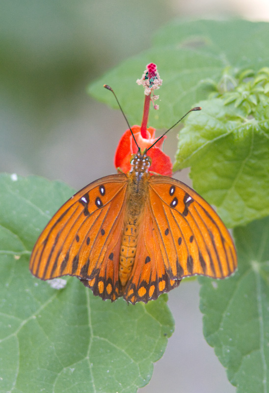 Fritillaire du golfe / Agraulis vanillae / Gulf Fritillary