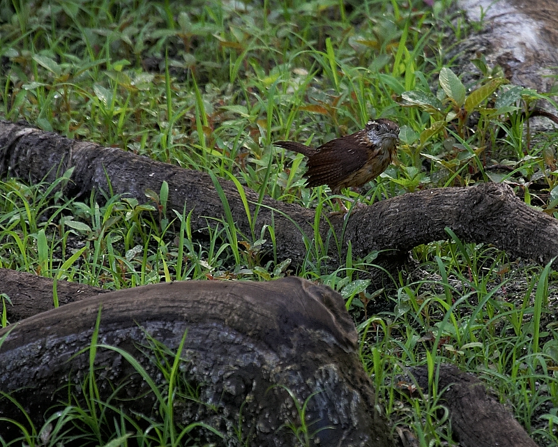 Juvenile Carolina Wren