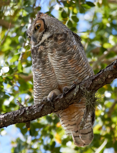 Great Horned Owl