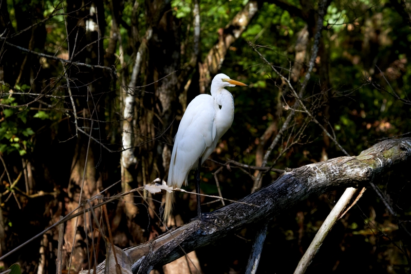 Great Egret