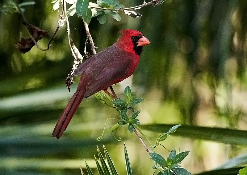 Northern Cardinal