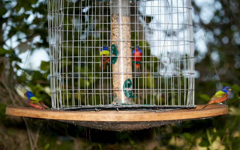 Flock of Painted Buntings