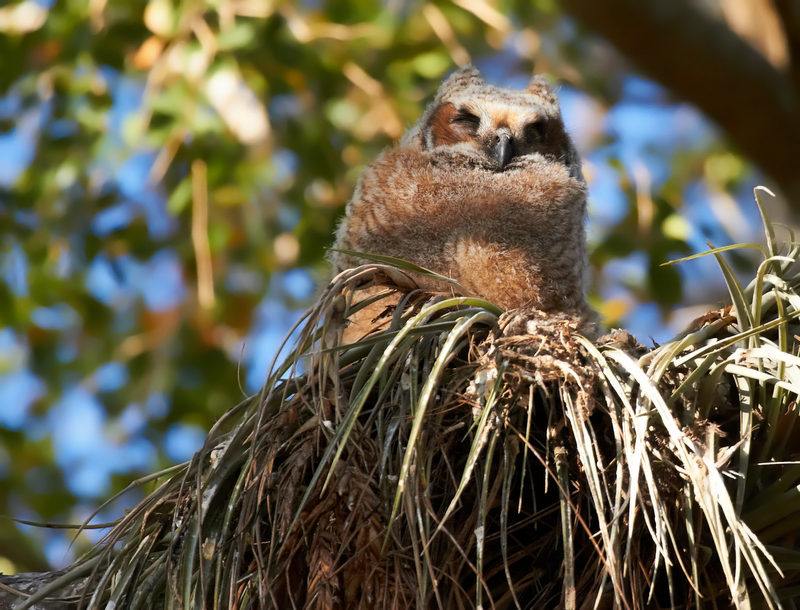 Great Horned Owlet - Ready to Branch